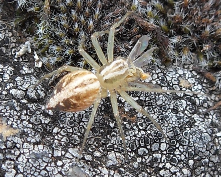 Oxyopes sp.